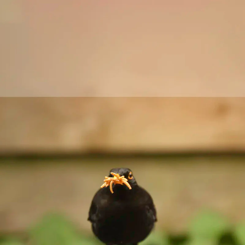 Welcome Nature to Your Garden
